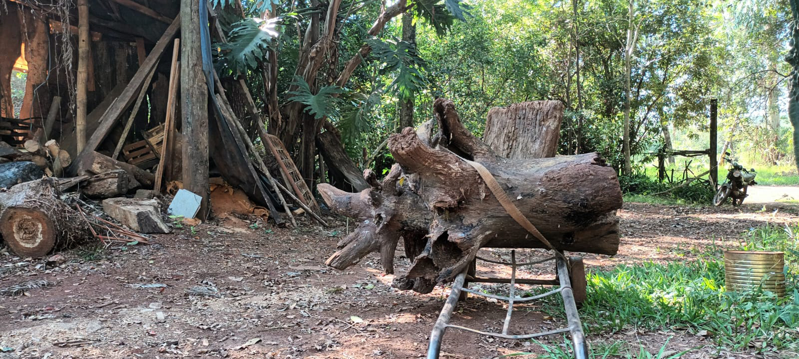 Marcelo Ferreira abre la 20ª Muestra de Piezas Exóticas en Madera Nativa imagen-8